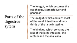 Parts of the
digestive
sytem
The foregut, which becomes the
esophagus, stomach,liver and
pancreas
The midgut, which contains most
of the small intestine and two-
thirds of the large intestine.
The hindgut, which contains the
rest of the large intestine, the
rectum and the anal canal.
 