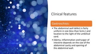 Clinical features
Gastroschisis:
• The abdominal wall defect is fairly
uniform in size (less than 5cms ) and
location to the right of the umbilical
cord.
• Edema, inflammation and turgor of
intestine depends on the size of the
abdominal cavity and opening of
the abdominal wall.
 