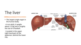 The liver
• The largest single organ in
the human body.
▪ In an adult, it weighs
about 1.5 Kg and is roughly
the size of a football.
▪ Located in the upper
right-hand part of the
abdomen, behind the lower
ribs.
 