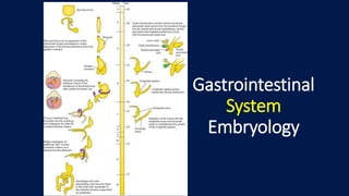 Gastrointestinal
System
Embryology
Larsen’s fig 14-35
 