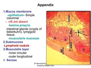 Appendix Nodules gastrointestinal_tract.pdf