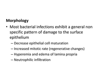 Morphology
• Most bacterial infections exhibit a general non
specific pattern of damage to the surface
epithelium
– Decrease epithelial cell maturation
– Increased mitotic rate (regenerative changes)
– Hyperemia and edema of lamina propria
– Neutrophilic infiltration
 
