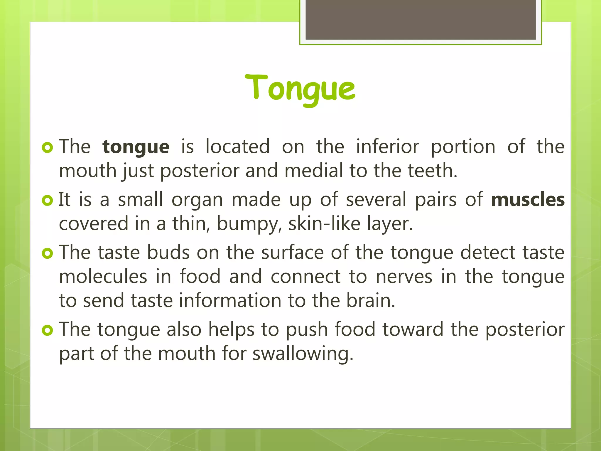 Tongue
 The tongue is located on the inferior portion of the
mouth just posterior and medial to the teeth.
 It is a small organ made up of several pairs of muscles
covered in a thin, bumpy, skin-like layer.
 The taste buds on the surface of the tongue detect taste
molecules in food and connect to nerves in the tongue
to send taste information to the brain.
 The tongue also helps to push food toward the posterior
part of the mouth for swallowing.
 