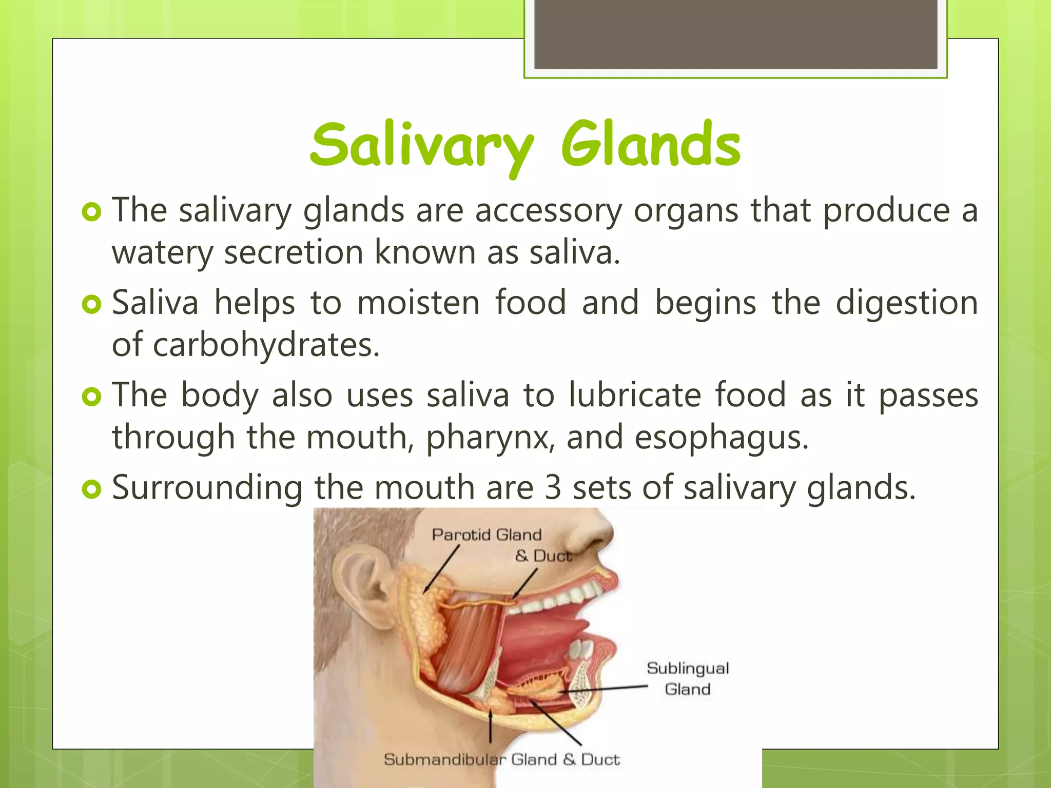 Salivary Glands
 The salivary glands are accessory organs that produce a
watery secretion known as saliva.
 Saliva helps to moisten food and begins the digestion
of carbohydrates.
 The body also uses saliva to lubricate food as it passes
through the mouth, pharynx, and esophagus.
 Surrounding the mouth are 3 sets of salivary glands.
 