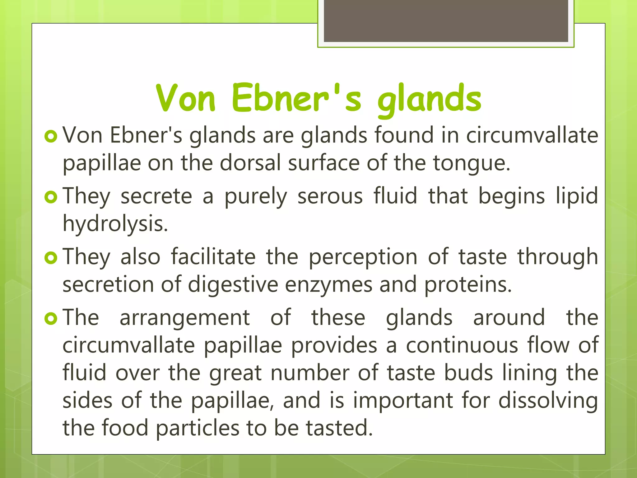 Von Ebner's glands
 Von Ebner's glands are glands found in circumvallate
papillae on the dorsal surface of the tongue.
 They secrete a purely serous fluid that begins lipid
hydrolysis.
 They also facilitate the perception of taste through
secretion of digestive enzymes and proteins.
 The arrangement of these glands around the
circumvallate papillae provides a continuous flow of
fluid over the great number of taste buds lining the
sides of the papillae, and is important for dissolving
the food particles to be tasted.
 