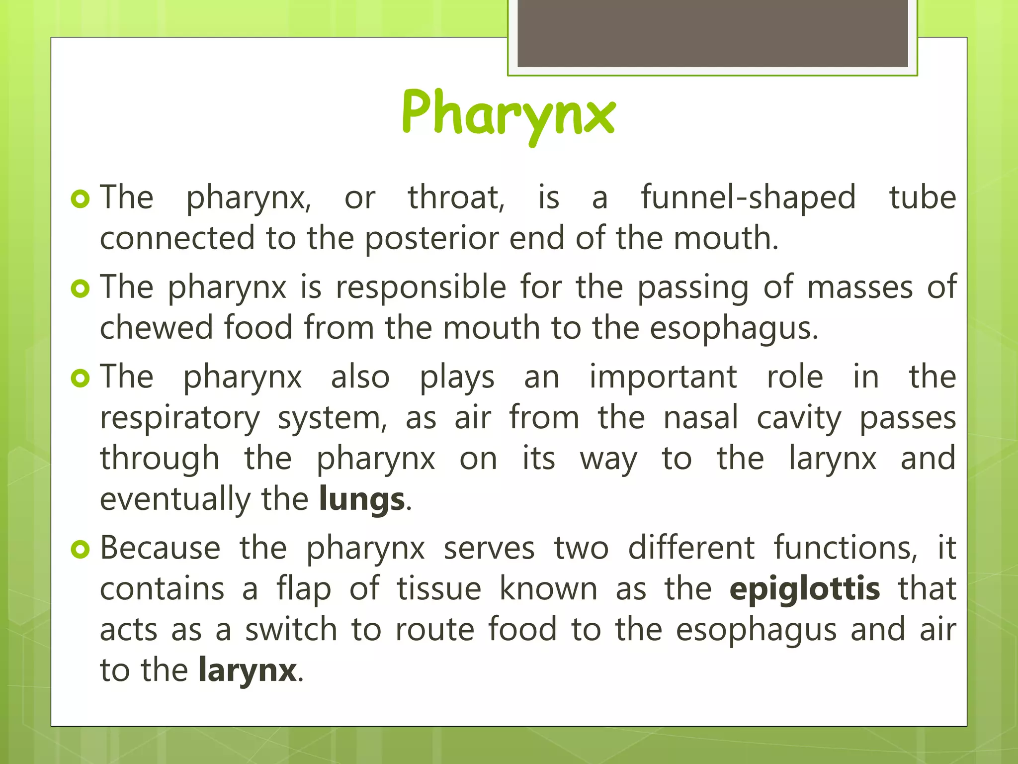 Pharynx
 The pharynx, or throat, is a funnel-shaped tube
connected to the posterior end of the mouth.
 The pharynx is responsible for the passing of masses of
chewed food from the mouth to the esophagus.
 The pharynx also plays an important role in the
respiratory system, as air from the nasal cavity passes
through the pharynx on its way to the larynx and
eventually the lungs.
 Because the pharynx serves two different functions, it
contains a flap of tissue known as the epiglottis that
acts as a switch to route food to the esophagus and air
to the larynx.
 