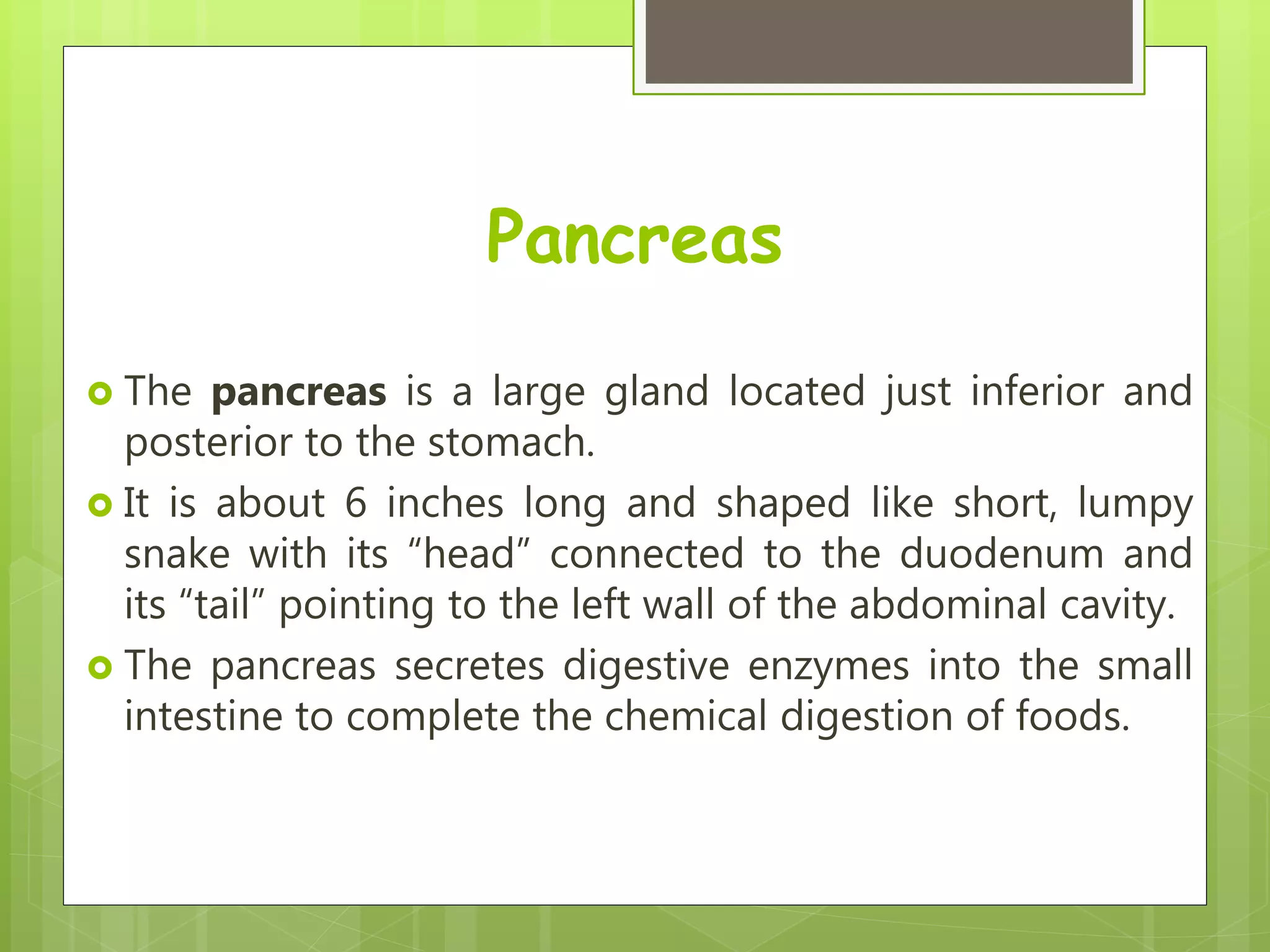 Pancreas
 The pancreas is a large gland located just inferior and
posterior to the stomach.
 It is about 6 inches long and shaped like short, lumpy
snake with its “head” connected to the duodenum and
its “tail” pointing to the left wall of the abdominal cavity.
 The pancreas secretes digestive enzymes into the small
intestine to complete the chemical digestion of foods.
 