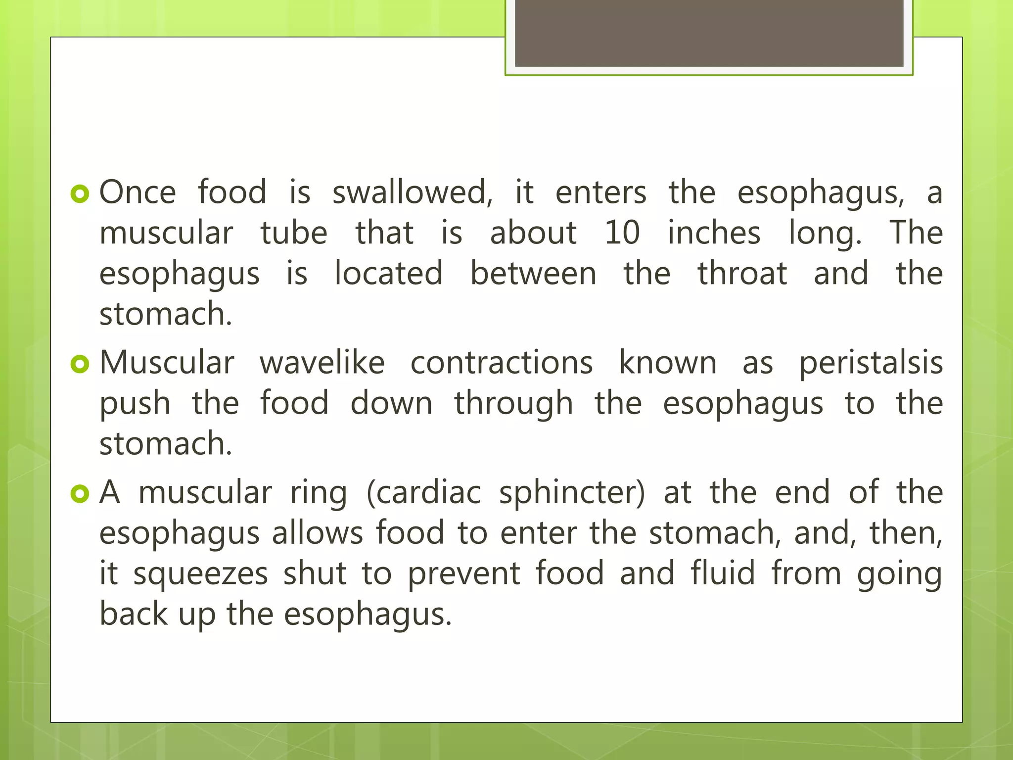  Once food is swallowed, it enters the esophagus, a
muscular tube that is about 10 inches long. The
esophagus is located between the throat and the
stomach.
 Muscular wavelike contractions known as peristalsis
push the food down through the esophagus to the
stomach.
 A muscular ring (cardiac sphincter) at the end of the
esophagus allows food to enter the stomach, and, then,
it squeezes shut to prevent food and fluid from going
back up the esophagus.
 