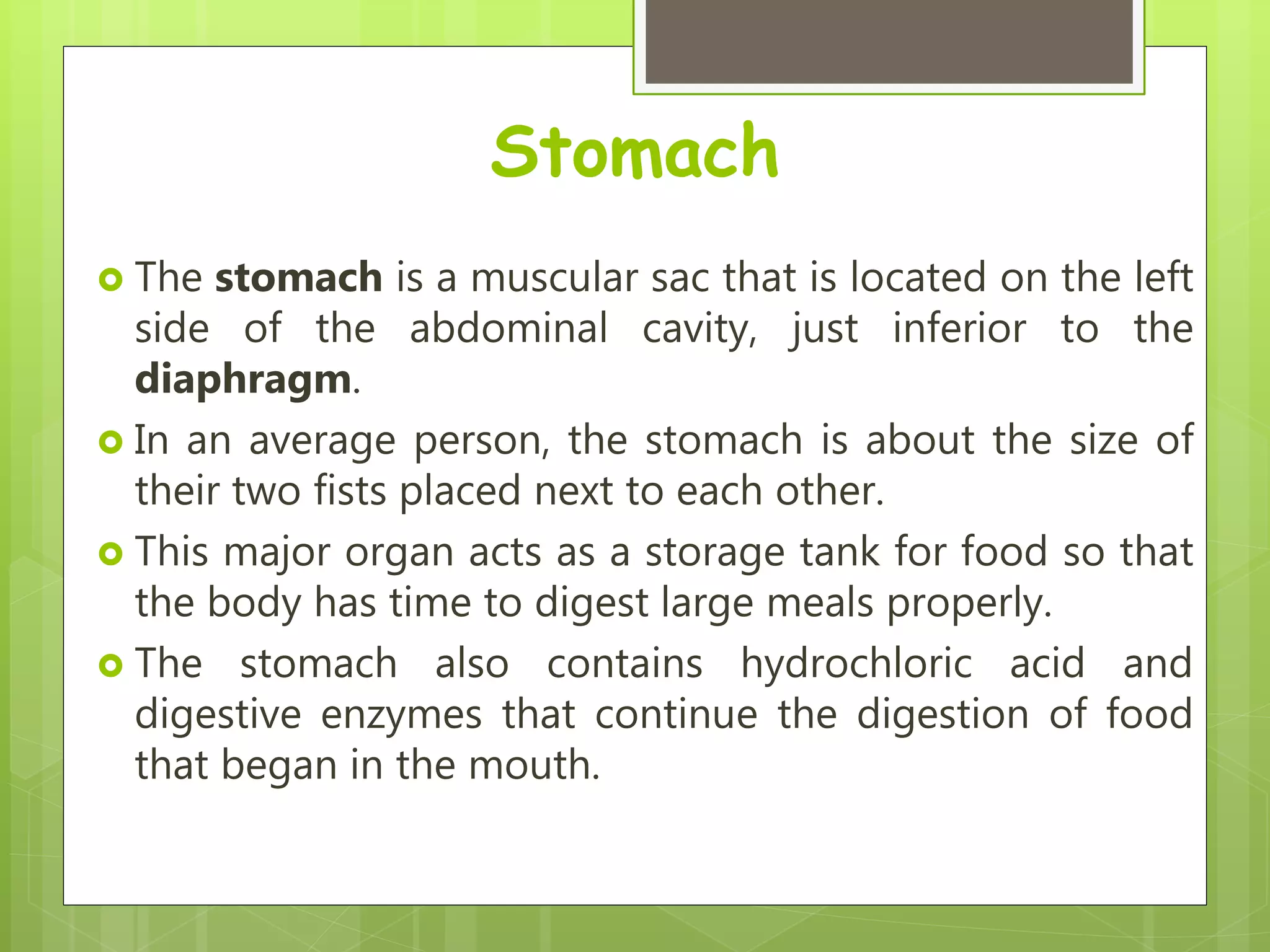 Stomach
 The stomach is a muscular sac that is located on the left
side of the abdominal cavity, just inferior to the
diaphragm.
 In an average person, the stomach is about the size of
their two fists placed next to each other.
 This major organ acts as a storage tank for food so that
the body has time to digest large meals properly.
 The stomach also contains hydrochloric acid and
digestive enzymes that continue the digestion of food
that began in the mouth.
 