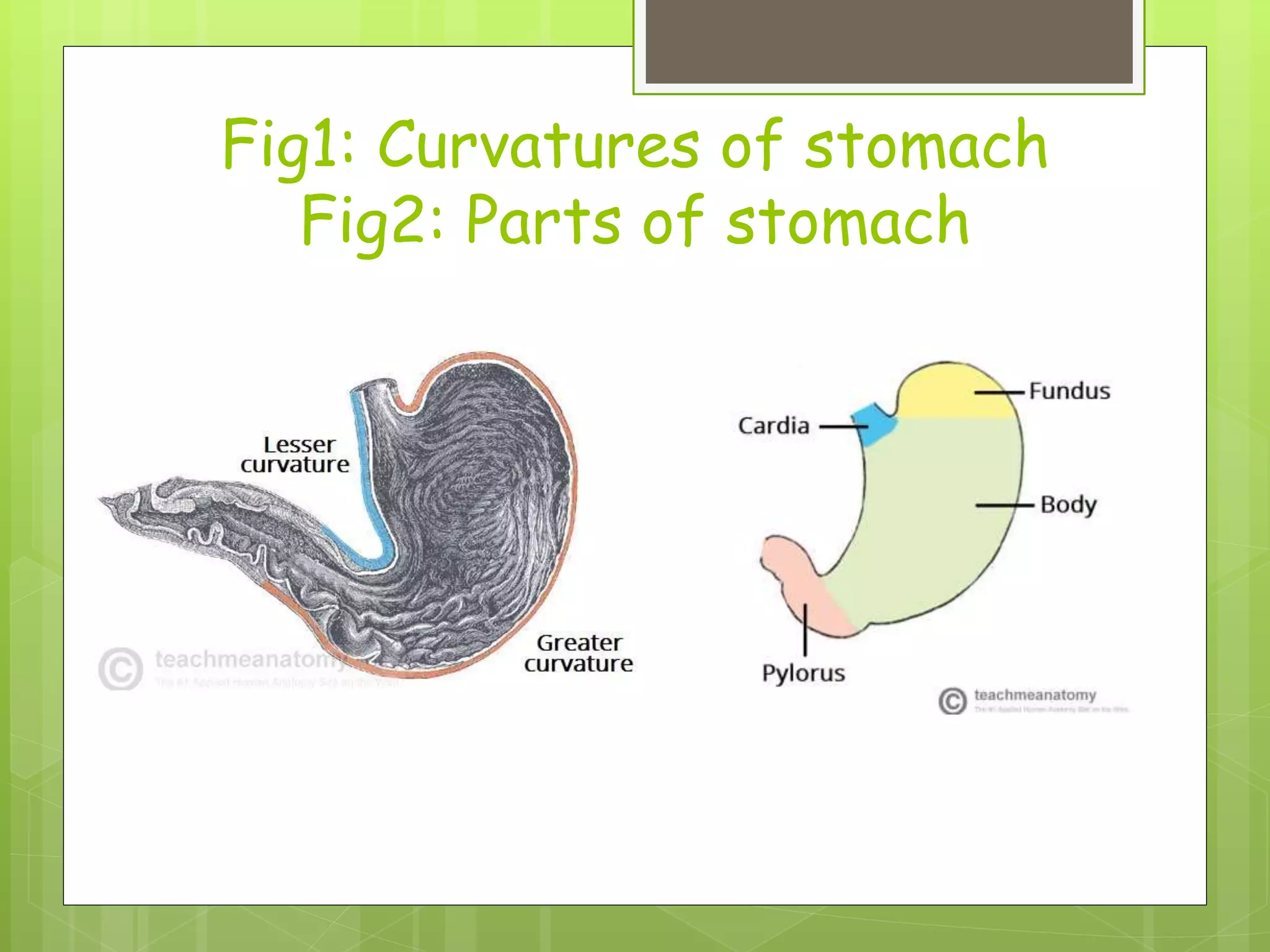 Fig1: Curvatures of stomach
Fig2: Parts of stomach
 
