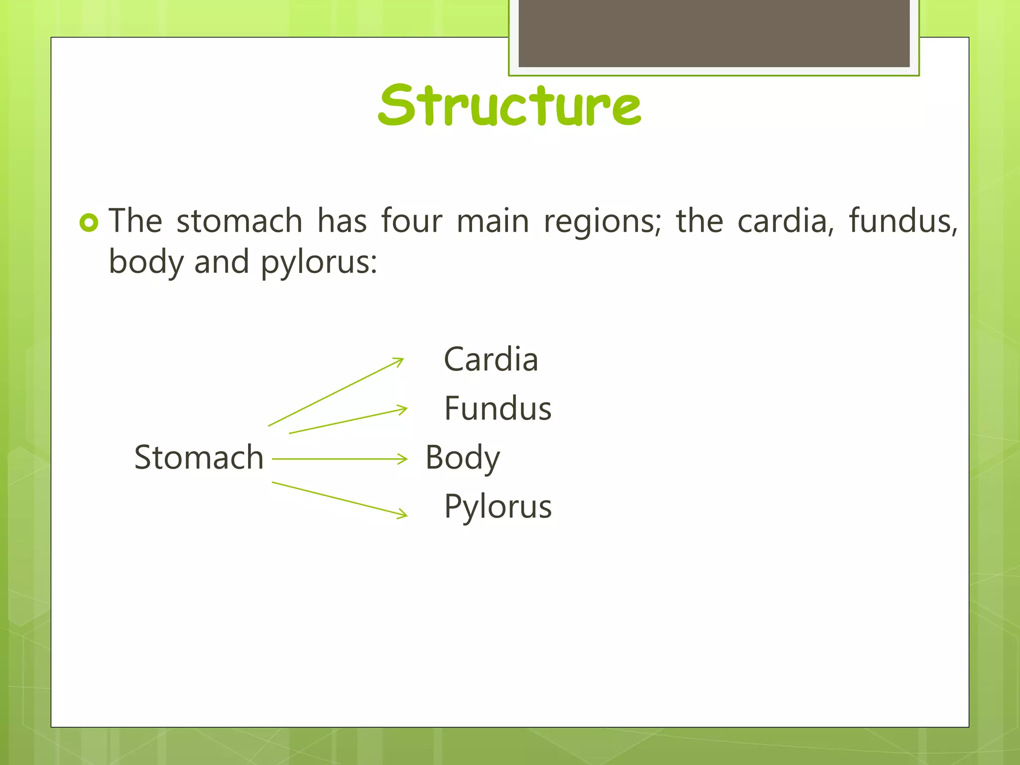 Structure
 The stomach has four main regions; the cardia, fundus,
body and pylorus:
Cardia
Fundus
Stomach Body
Pylorus
 