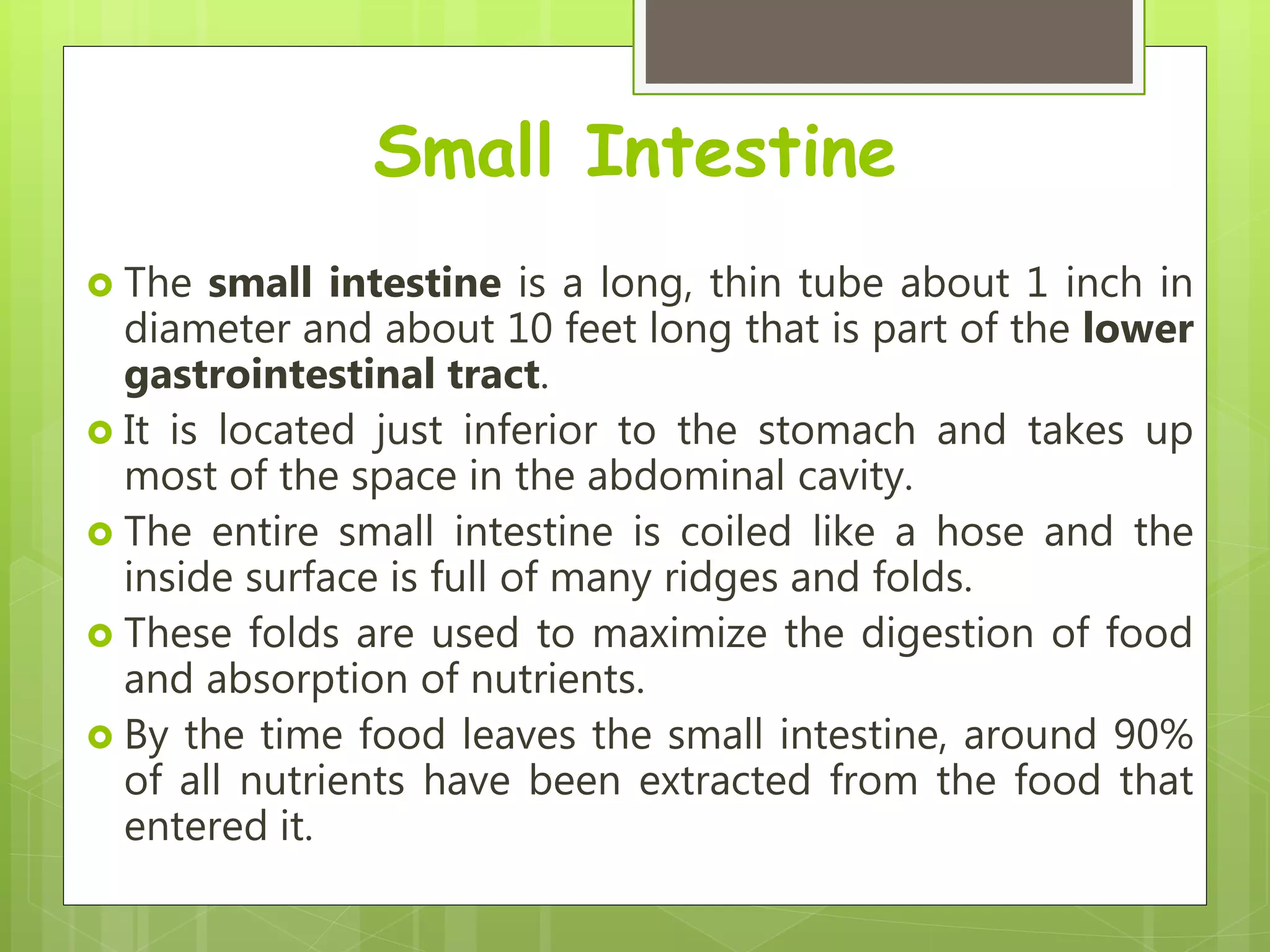 Small Intestine
 The small intestine is a long, thin tube about 1 inch in
diameter and about 10 feet long that is part of the lower
gastrointestinal tract.
 It is located just inferior to the stomach and takes up
most of the space in the abdominal cavity.
 The entire small intestine is coiled like a hose and the
inside surface is full of many ridges and folds.
 These folds are used to maximize the digestion of food
and absorption of nutrients.
 By the time food leaves the small intestine, around 90%
of all nutrients have been extracted from the food that
entered it.
 