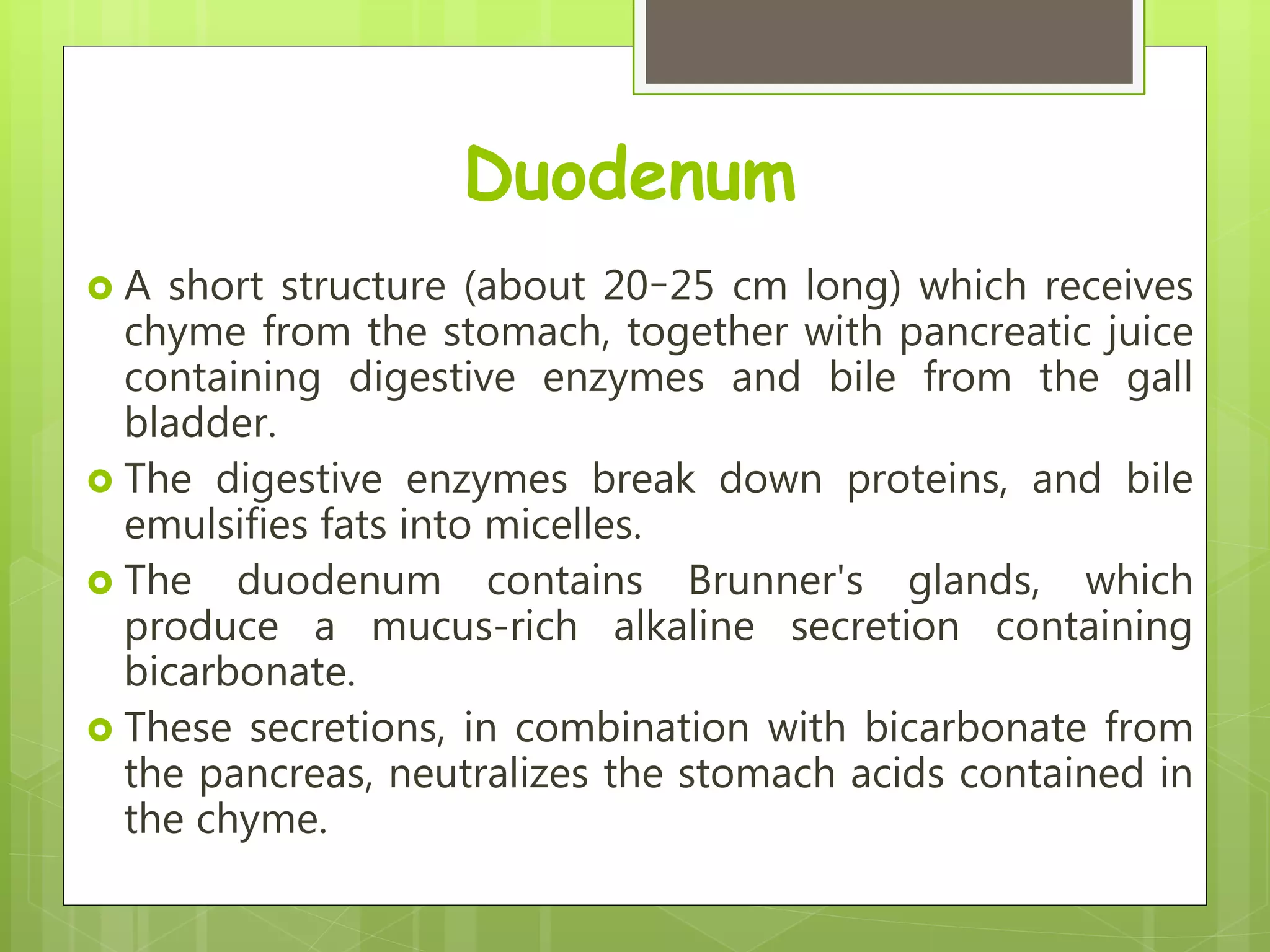 Duodenum
 A short structure (about 20–25 cm long) which receives
chyme from the stomach, together with pancreatic juice
containing digestive enzymes and bile from the gall
bladder.
 The digestive enzymes break down proteins, and bile
emulsifies fats into micelles.
 The duodenum contains Brunner's glands, which
produce a mucus-rich alkaline secretion containing
bicarbonate.
 These secretions, in combination with bicarbonate from
the pancreas, neutralizes the stomach acids contained in
the chyme.
 