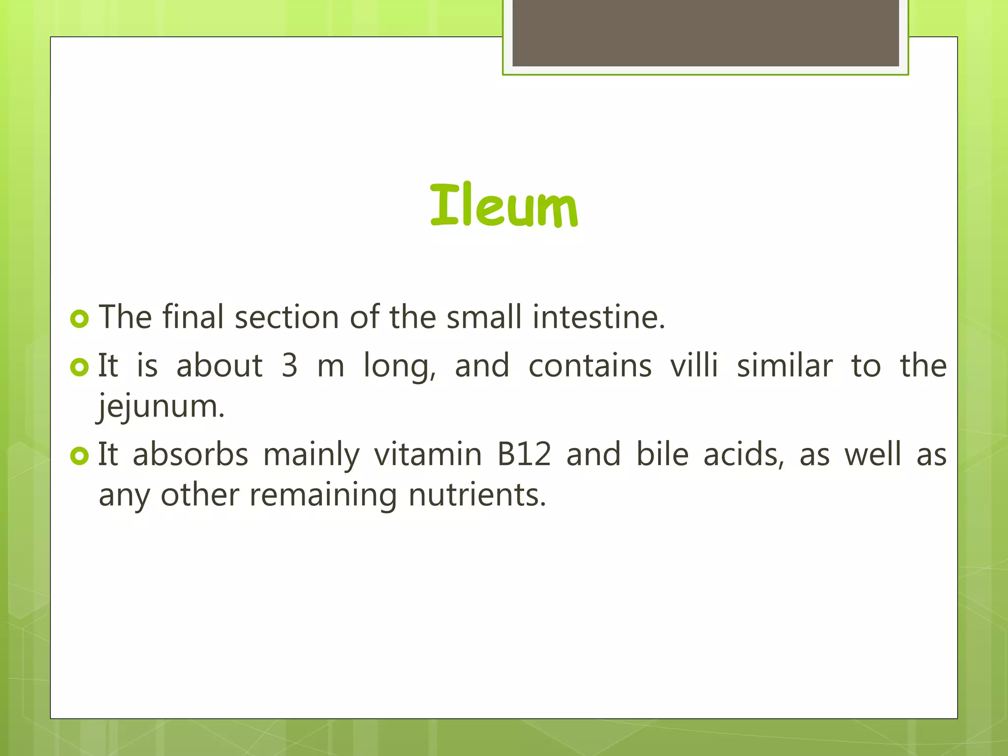 Ileum
 The final section of the small intestine.
 It is about 3 m long, and contains villi similar to the
jejunum.
 It absorbs mainly vitamin B12 and bile acids, as well as
any other remaining nutrients.
 