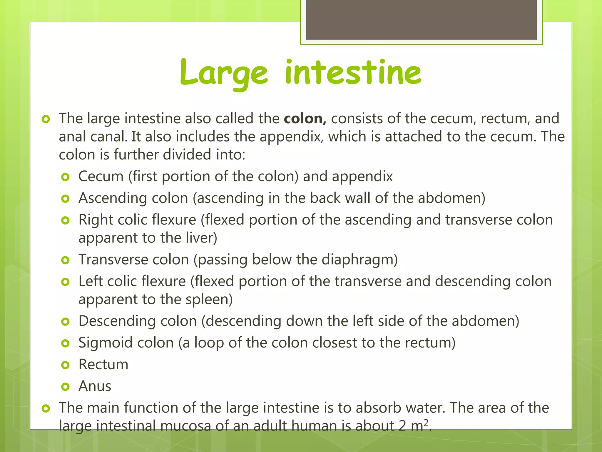 Large intestine
 The large intestine also called the colon, consists of the cecum, rectum, and
anal canal. It also includes the appendix, which is attached to the cecum. The
colon is further divided into:
 Cecum (first portion of the colon) and appendix
 Ascending colon (ascending in the back wall of the abdomen)
 Right colic flexure (flexed portion of the ascending and transverse colon
apparent to the liver)
 Transverse colon (passing below the diaphragm)
 Left colic flexure (flexed portion of the transverse and descending colon
apparent to the spleen)
 Descending colon (descending down the left side of the abdomen)
 Sigmoid colon (a loop of the colon closest to the rectum)
 Rectum
 Anus
 The main function of the large intestine is to absorb water. The area of the
large intestinal mucosa of an adult human is about 2 m2.
 