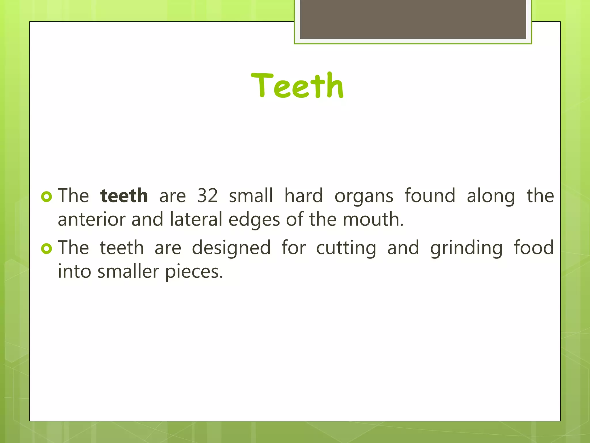 Teeth
 The teeth are 32 small hard organs found along the
anterior and lateral edges of the mouth.
 The teeth are designed for cutting and grinding food
into smaller pieces.
 