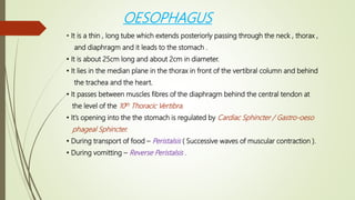 Gastrointestinal Tract (GIT)//DIGESTIVE SYSTEM | PPTX