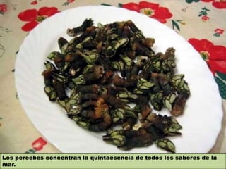 Los percebes concentran la quintaesencia de todos los sabores de la
mar.
 