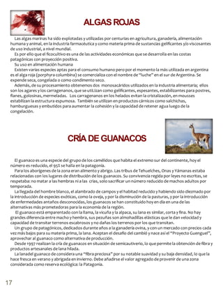 ALGASROJAS
Las algas marinas ha sido explotadas y utilizadas por centurias en agricultura, ganadería, alimentación
humana y animal, en la industria farmacéutica y como materia prima de sustancias gelificantes y/o viscosantes
de uso industrial, a nivel mundial.
Es por ello que el ficocultivo es una de las actividades económicas que se desarrolla en las costas
patagónicas con proyección positiva.
Su uso en alimentación humana
Existen varias especies aptas para el consumo humano pero por el momento la más utilizada en argentina
es el alga roja (porphyra columbina) se comercializa con el nombre de “luche” en el sur de Argentina. Se
expende seca, congelada o como condimento seco.
Además, de su procesamiento obtenemos dos monosacáridos utilizados en la industria alimentaria; ellos
son los agares y los carragenanos, que se utiLIzan como gelificantes, espesantes, estabilizantes para postres,
flanes, golosinas, mermeladas. Los carragenanos en los helados evitan la cristalización, en mousses
estabilizan la estructura espumosa. También se utilizan en productos cárnicos como salchichas,
hamburguesas y embutidos para aumentar la cohesión y la capacidad de retener agua luego de la
congelación.
CRÍADEGUANACOS
17
El guanaco es una especie del grupo de los camélidos que habita el extremo sur del continente, hoy el
número es reducido, el 95% se halla en la patagonía.
Para los aborígenes de la zona eran alimento y abrigo. Las tribus de Tehuelches, Onas y Yámanas estaba
relacionadas con los lugares de distribución de los guanacos. Su convivencia regida por leyes no escritas, se
respetaba: no matar a las hembras ni a las crias, solo sacrificar un número reducido de machos adultos por
temporada.
La llegada del hombre blanco, el alambrado de campos y el habitad reducido y habiendo sido diezmado por
la introducción de especies exóticas, como la oveja, y por la disminución de la pasturas, y por la introducción
de enfermedades antaños desconocidas, los guanacos se han constituido hoy en día en una de las
alternativas más prometedoras para la economía de la región.
El guanaco está emparentado con la llama, la vicuña y la alpaca, su lana es similar, corta y fina. No hay
grandes diferencia entre macho y hembra, sus pezuñas son almohadillas elásticas que le dan velocidad y
capacidad de transitar terrenos escabrosos y no dañas los terrenos por los que transitan.
Un grupo de patagónicos, dedicados durante años a la ganadería ovina, y con un mercado con precios cada
vez más bajos para su materia prima, la lana. Aceptan el desafio del cambió y nace así el “Proyecto Guenguel”,
aprovechar al guanaco como alternativa de producción.
Desde 1997 realizan la cría de guanacos en situación de semicautiverio, lo que permite la obtención de fibra y
productos artesanales de lana hilada.
La lanadel guanaco de considera una “fibra preciosa” por su notable suavidad y su baja densidad, lo que la
hace fresca en verano y abrigada en invierno. Debe añadirse el valor agregado de provenir de una zona
considerada como reserva ecológica: la Patagonia.
 