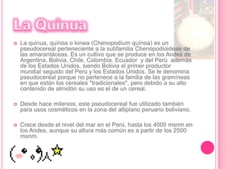 El MaízEs uno de los ingredientes de gran consumo en la cocina peruana. Su cultivo en el Perú es conocido desde por lo menos 1.200 a.C. Los antiguos agricultores peruanos lograron sofisticación en la selección y creación de nuevas variedades adaptables a los diversos espacios geográficos y climáticos. El cronista Bernabé Cobo relata que en el antiguo Perú se hallaba maíz (llamado choclo) de todos los colores: blanco, amarillo morado, negro colorado y mezclado. Hoy en día, en la costa, sierra y selva del Perú, se cultivan más de 55 variedades de la popular mazorca, más que en ningún otro lugar del mundo.El Inca Garcilaso de la Vega, en su célebre "Comentarios Reales de los Incas", nos ilustra sobre los hábitos alimenticios en la Colonia. Por esa época uno de los pilares de la alimentación era el maíz, que llamaban Sara y lo comían tostado o cocinado en agua. En ocasiones solemnes molían los granos para hacer un pan llamado tanta o huminta. Para fiestas solemnes, como la del sol (Inti Raymi), se hacían panecillos llamados zancu. El maíz se comía también tostado, y se le denominaba como aún se hace hoy: cancha (antecesora del pop corn).