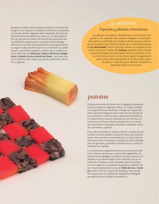 Aunque a simple vista lo parecen, todas las morcillas de
Burgos no son iguales. Su aspecto exterior es semejante,
un oscuro cilindro, algunas veces arqueado, de unos sie-
te centímetros de diámetro y unos 15 o 20 de longitud.
Pero lo que da el sainete a la morcilla de cada zona son
las diferentes especias que se añaden al mondongo.
Mientras en las del norte predomina cierto gusto pican-
te, según se desciende hacia el sur aumentan los sutiles
toques a pimentón, orégano, tomillo, clavo, canela y co-
mino. Morcillas de Villarcayo, Sedano, Briviesca, Sotopa-
lacios, Cardeña, Lerma, Aranda de Duero… tan parecidas
y tan distintas, pero todas exquisitas, profundas, refina-
das y jugosas.
El descubrimiento de América y la llegada a Europa de
nuevos y exóticos vegetales dieron un vuelco comple-
to a la gastronomía española. A Burgos la mayoría de
estos alimentos llegaron de la mano de los monjes de
los numerosos conventos que salpicaban la provincia.
En especial franciscanos y dominicos, con muchas co-
nexiones en el Nuevo Mundo, plantaron en sus huer-
tas las primeras variedades de judías, calabazas, toma-
tes, pimientos y patatas.
Estas últimas tardaron un poco más en introducirse en
la dieta humana debido al carácter tóxico de la planta
aérea. Pero cuando se comprobó que su tubérculo era
perfectamente comestible y suponía un buen remedio
para las grandes y periódicas hambrunas su cultivo se
extendió con rapidez.
En la provincia burgalesa existe una zona que por alti-
tud y clima es ideal para su desarrollo vegetativo: las
parameras de La Lora. Las patatas de esta comarca son
además muy demandadas como simiente, por su re-
sistencia a heladas y enfermedades, para la siembra
en otras regiones. Las patatas burgalesas, también tie-
nen mucho predicamento las del Valle de Losa y Tarda-
jos, están entre las mejores de España y muy pronto
van a gozar de una Indicación Geográfica Protegida
que garantice su calidad y procedencia.
patatas
Las plantas aromáticas recolectadas en los montes bur-
galeses y las especias más exóticas llegadas de fuera for-
man parte insustituible de la mayoría de los guisos y salmue-
ras del recetario local. Desde el laurel de los húmedos bosques
de Las Merindades, hasta el tomillo salsero y el orégano de las
zonas más secas y calizas del Arlanza, pasando por la canela,
la pimienta negra, los pimentones dulces y picantes, el cla-
vo,el comino y el anís. Así mismo se siguen recogiendo en
plena naturaleza manzanilla, te de roca, salvia, men-
ta poleo y mejorana para obtener saludables y
digestivas infusiones y tisanas.
Especias y plantas aromáticas
...y además
 