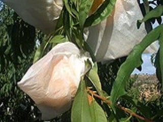 Gastronomia De Aragon