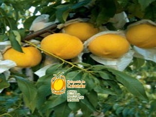 Gastronomia De Aragon