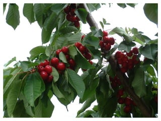 Gastronomia De Aragon