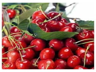 Gastronomia De Aragon