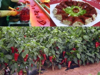 Gastronomia De Aragon