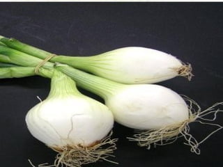 Gastronomia De Aragon