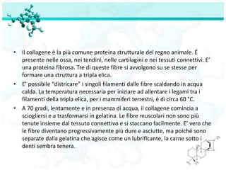 • Il collagene è la più comune proteina strutturale del regno animale. É
  presente nelle ossa, nei tendini, nelle cartilagini e nei tessuti connettivi. E’
  una proteina fibrosa. Tre di queste fibre si avvolgono su se stesse per
  formare una struttura a tripla elica.
• E’ possibile “districare” i singoli filamenti dalle fibre scaldando in acqua
  calda. La temperatura necessaria per iniziare ad allentare i legami tra i
  filamenti della tripla elica, per i mammiferi terrestri, è di circa 60 °C.
• A 70 gradi, lentamente e in presenza di acqua, il collagene comincia a
  sciogliersi e a trasformarsi in gelatina. Le fibre muscolari non sono più
  tenute insieme dal tessuto connettivo e si staccano facilmente. E’ vero che
  le fibre diventano progressivamente più dure e asciutte, ma poiché sono
  separate dalla gelatina che agisce come un lubrificante, la carne sotto i
  denti sembra tenera.
 