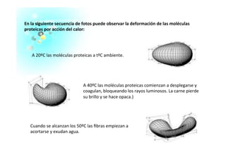 A	
  20ºC	
  las	
  moléculas	
  proteicas	
  a	
  tºC	
  ambiente.	
  
A	
  40ºC	
  las	
  moléculas	
  proteicas	
  comienzan	
  a	
  desplegarse	
  y	
  
coagulan,	
  bloqueando	
  los	
  rayos	
  luminosos.	
  La	
  carne	
  pierde	
  
su	
  brillo	
  y	
  se	
  hace	
  opaca.)	
  
Cuando	
  se	
  alcanzan	
  los	
  50ºC	
  las	
  ﬁbras	
  empiezan	
  a	
  
acortarse	
  y	
  exudan	
  agua.	
  
En	
  la	
  siguiente	
  secuencia	
  de	
  fotos	
  puede	
  observar	
  la	
  deformación	
  de	
  las	
  moléculas	
  
proteicas	
  por	
  acción	
  del	
  calor:	
  
 