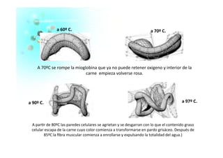 A	
  70ºC	
  se	
  rompe	
  la	
  mioglobina	
  que	
  ya	
  no	
  puede	
  retener	
  oxigeno	
  y	
  interior	
  de	
  la	
  
carne	
  	
  empieza	
  volverse	
  rosa.	
  
a	
  60º	
  C.	
   a	
  70º	
  C.	
  
A	
  par�r	
  de	
  80ºC	
  las	
  paredes	
  celulares	
  se	
  agrietan	
  y	
  se	
  desgarran	
  con	
  lo	
  que	
  el	
  contenido	
  graso	
  
celular	
  escapa	
  de	
  la	
  carne	
  cuyo	
  color	
  comienza	
  a	
  transformarse	
  en	
  pardo	
  grisáceo.	
  Después	
  de	
  
85ºC	
  la	
  ﬁbra	
  muscular	
  comienza	
  a	
  enrollarse	
  y	
  expulsando	
  la	
  totalidad	
  del	
  agua.)	
  
a	
  90º	
  C.	
   a	
  97º	
  C.	
  
 