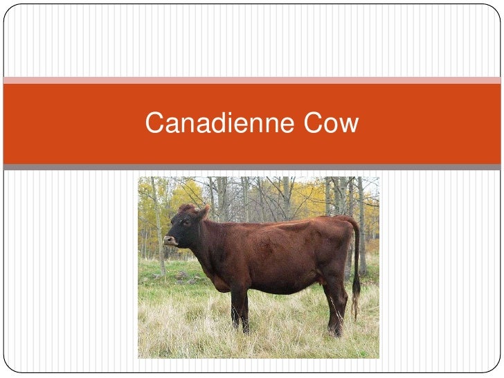 Gastronomy Canadienne Cow(1)