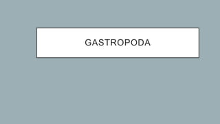 GASTROPODA
 