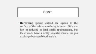 CONT.
• Burrowing species extend the siphon to the
surface of the substrate to bring in water. Gills are
lost or reduced in land snails (pulmonates), but
these snails have a richly vascular mantle for gas
exchange between blood and air.
 
