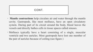 CONT.
• Mantle contractions help circulate air and water through the mantle
cavity. Gastropods, like most molluscs, have an open circulatory
system. During part of its circuit around the body, blood leaves the
vessels and directly bathes cells in tissue spaces called sinuses.
• Molluscs typically have a heart consisting of a single, muscular
ventricle and two auricles. Most gastropods have lost one member of
the pair of auricles because of coiling (see figure )
 