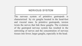 NERVOUS SYSTEM
The nervous system of primitive gastropods is
characterized by six ganglia located in the head-foot
and visceral mass. In primitive gastropods, torsion
twists the nerves that link these ganglia. The evolution
of the gastropod nervous system has resulted in the
untwisting of nerves and the concentration of nervous
tissues into fewer, larger ganglia, especially in the head.
 