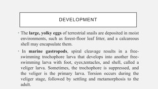DEVELOPMENT
• The large, yolky eggs of terrestrial snails are deposited in moist
environments, such as forest-floor leaf litter, and a calcareous
shell may encapsulate them.
• In marine gastropods, spiral cleavage results in a free-
swimming trochophore larva that develops into another free-
swimming larva with foot, eyes,tentacles, and shell, called a
veliger larva. Sometimes, the trochophore is suppressed, and
the veliger is the primary larva. Torsion occurs during the
veliger stage, followed by settling and metamorphosis to the
adult.
 