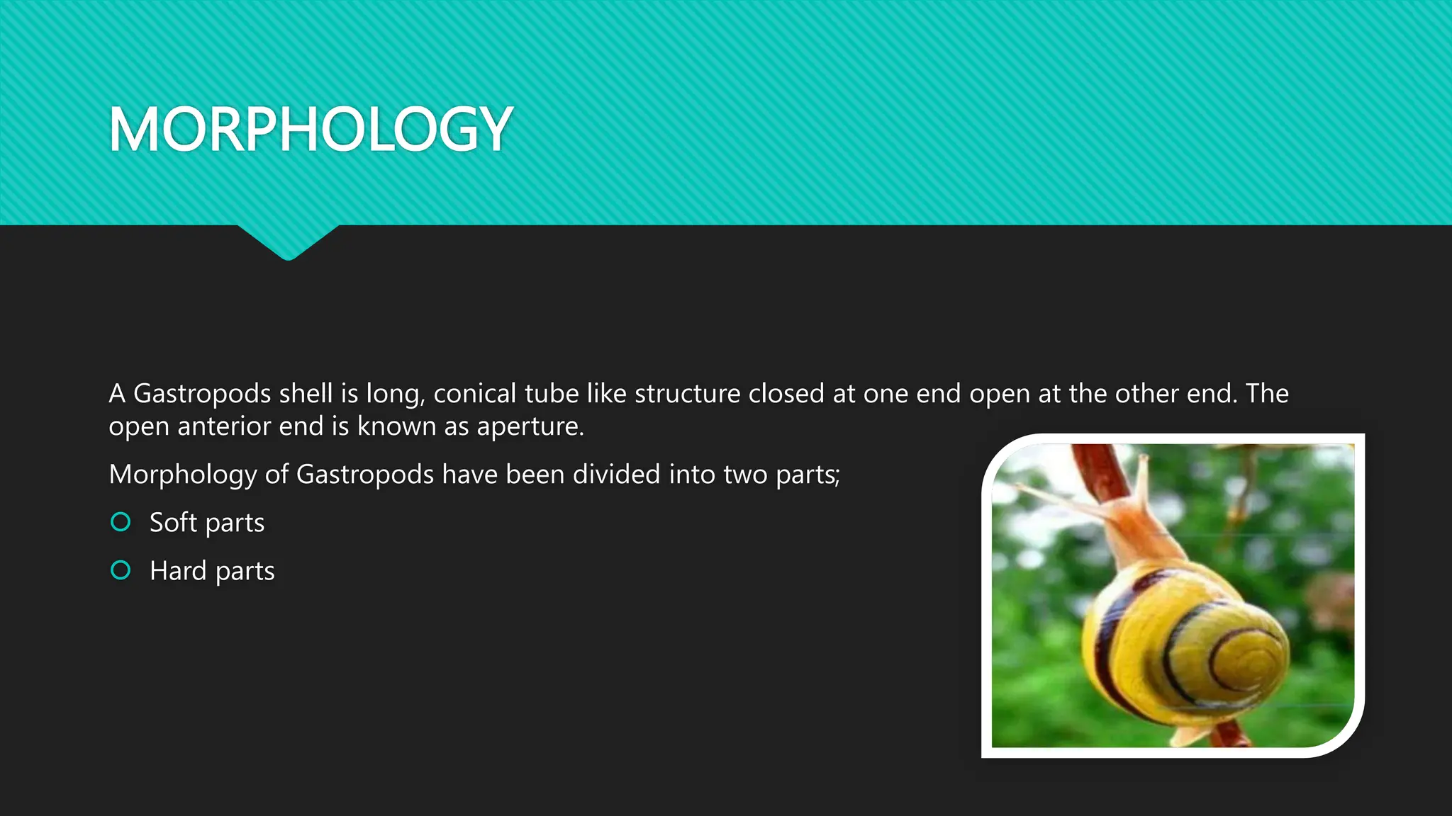 gastropoda general morphology | PPTX