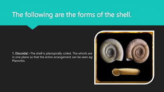 The following are the forms of the shell.
1. Discoidal :-The shell is planispirally coiled. The whorls are
in one plane so that the entire arrangement can be seen eg:
Planorbis.
 