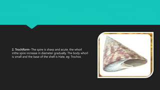 2. Trochiform- The spire is sharp and acute. the whorl
inthe spire increase in diameter gradually. The body whorl
is small and the base of the shell is Hate, eg: Trochos
 