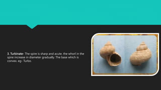 3. Turbinate- The spire is sharp and acute. the whorl in the
spire increase in diameter gradually. The base which is
convex. eg- Turbo.
 