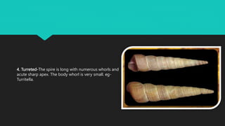 4. Turreted-The spire is long with numerous whorls and
acute sharp apex. The body whorl is very small. eg-
Turritella.
 