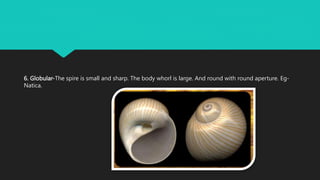 6. Globular-The spire is small and sharp. The body whorl is large. And round with round aperture. Eg-
Natica.
 