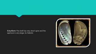 9.Auriform-The shell has very short spire and the
aperture is very large. Ex-Haliotis
 