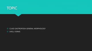 TOPIC
 CLASS GASTROPODA GENERAL MORPHOLOGY
 SHELL FORMS
 