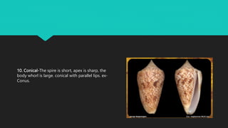 10. Conical-The spire is short, apex is sharp, the
body whorl is large. conical with parallel lips. ex-
Conus.
 