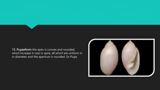 13. Pupaeform-the apex is convex and rounded,
whorl increase in size in spire, all whorl are uniform in
in diameter and the aperture is rounded. Ex-Pupa
 